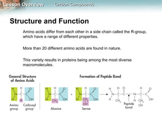Lesson Overview         Carbon Compounds


  Structure and Function
       Amino acids differ from each other in a side chain called the R-group,
       which have a range of different properties.

       More than 20 different amino acids are found in nature.

       This variety results in proteins being among the most diverse
       macromolecules.
 