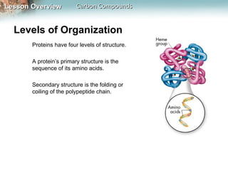 Lesson Overview          Carbon Compounds


  Levels of Organization
       Proteins have four levels of structure.

       A protein’s primary structure is the
       sequence of its amino acids.

       Secondary structure is the folding or
       coiling of the polypeptide chain.
 