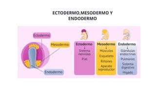 Dat Ectodermo ORGAGENESIS - CIENCIAS DE LA SALUD-ENFERMERIA | PPTX