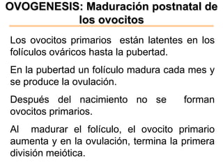 OVOGENESIS: Maduración postnatal de
          los ovocitos
Los ovocitos primarios están latentes en los
folículos ováricos hasta la pubertad.
En la pubertad un folículo madura cada mes y
se produce la ovulación.
Después del nacimiento no se          forman
ovocitos primarios.
Al madurar el folículo, el ovocito primario
aumenta y en la ovulación, termina la primera
división meiótica.
 