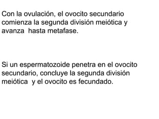 Con la ovulación, el ovocito secundario
comienza la segunda división meiótica y
avanza hasta metafase.



Si un espermatozoide penetra en el ovocito
secundario, concluye la segunda división
meiótica y el ovocito es fecundado.
 