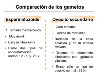 Comparación de los gametos

Espermatozoide            Ovocito secundario
                          • Gran tamaño.
• Tamaño microscópico.
                          • Carece de movilidad.
• Muy móvil.
                          • Rodeado de la zona
• Escaso citoplasma.        pelúcida y de la corona
• Existe dos tipos de       radiada.
  espermatozoide          • Dispone de abundante
  normal : 23,X y 23,Y.     citoplasma con gránulos
                            vitelinos.
                          • Existe sólo un tipo de
                            ovocito normal : 23,X.
 