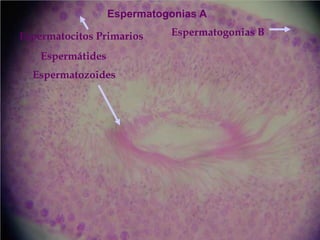 Espermatogonias A

Espermatocitos Primarios     Espermatogonias B

    Espermátides
  Espermatozoides
 
