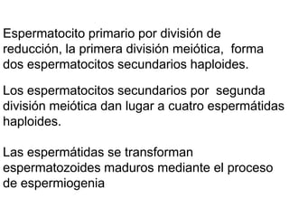 Espermatocito primario por división de
reducción, la primera división meiótica, forma
dos espermatocitos secundarios haploides.

Los espermatocitos secundarios por segunda
división meiótica dan lugar a cuatro espermátidas
haploides.

Las espermátidas se transforman
espermatozoides maduros mediante el proceso
de espermiogenia
 