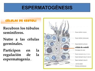 ESPERMATOGÉNESIS

 Células de Sertoli

Recubren los túbulos
seminíferos.
Nutre a las células
germinales.
Participen  en     la
regulación de      la
espermatogenia .
 