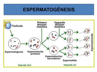ESPERMATOGÉNESIS
 
