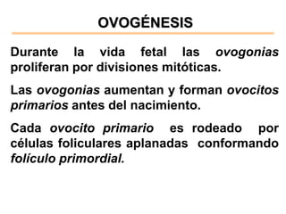 OVOGÉNESIS

Durante la vida fetal las ovogonias
proliferan por divisiones mitóticas.
Las ovogonias aumentan y forman ovocitos
primarios antes del nacimiento.
Cada ovocito primario es rodeado por
células foliculares aplanadas conformando
folículo primordial.
 