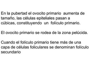 En la pubertad el ovocito primario aumenta de
tamaño, las células epiteliales pasan a
cúbicas, constituyendo un folículo primario.

El ovocito primario se rodea de la zona pelúcida.

Cuando el folículo primario tiene más de una
capa de células foliculares se denominan folículo
secundario
 