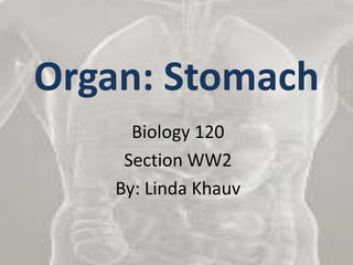 Organ: Stomach	 Biology 120 Section WW2 By: Linda Khauv 