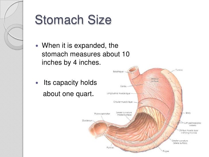Organ Stomach organ-stomach