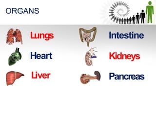 Lungs
Heart
Liver
Kidneys
Intestine
Pancreas
ORGANS
 