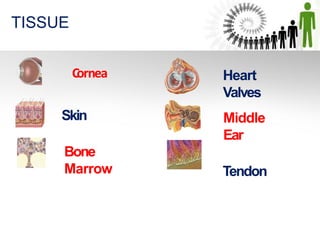Cornea
Skin
Bone
Marrow
Heart
Valves
Middle
Ear
Tendon
TISSUE
 