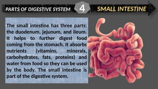 PARTS OF DIGESTIVE SYSTEM SMALL INTESTINE
4
The small intestine has three parts:
the duodenum, jejunum, and ileum.
It helps to further digest food
coming from the stomach. It absorbs
nutrients (vitamins, minerals,
carbohydrates, fats, proteins) and
water from food so they can be used
by the body. The small intestine is
part of the digestive system.
 