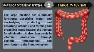 PARTS OF DIGESTIVE SYSTEM LARGE INTESTINE
5
The large intestine has 3 primary
functions: absorbing water and
electrolytes, producing and
absorbing vitamins, and forming and
propelling feces toward the rectum
for elimination. It also plays a role in
vitamin production through
bacterial fermentation and
contributes to the immune system.
 