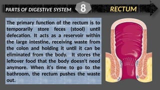 PARTS OF DIGESTIVE SYSTEM RECTUM
8
The primary function of the rectum is to
temporarily store feces (stool) until
defecation. It acts as a reservoir within
the large intestine, receiving waste from
the colon and holding it until it can be
eliminated from the body. It stores the
leftover food that the body doesn't need
anymore. When it's time to go to the
bathroom, the rectum pushes the waste
out.
 