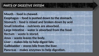 PARTS OF DIGESTIVE SYSTEM
Mouth – food is chewed.
Esophagus – food is pushed down to the stomach.
Stomach – food is mixed and broken down by acid.
Small Intestine – nutrients are absorbed.
Large Intestine – water is absorbed from the food.
Rectum – waste is stored.
Anus – waste leaves the body.
Liver – makes bile to help digest fats.
Gallbladder – stores bile from the liver.
Pancreas – makes enzymes to help digestion.
 