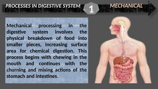 PROCESSES IN DIGESTIVE SYSTEM MECHANICAL
1
Mechanical processing in the
digestive system involves the
physical breakdown of food into
smaller pieces, increasing surface
area for chemical digestion. This
process begins with chewing in the
mouth and continues with the
churning and mixing actions of the
stomach and intestines.
 