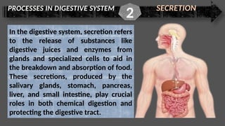 PROCESSES IN DIGESTIVE SYSTEM SECRETION
2
In the digestive system, secretion refers
to the release of substances like
digestive juices and enzymes from
glands and specialized cells to aid in
the breakdown and absorption of food.
These secretions, produced by the
salivary glands, stomach, pancreas,
liver, and small intestine, play crucial
roles in both chemical digestion and
protecting the digestive tract.
 