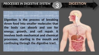 PROCESSES IN DIGESTIVE SYSTEM DIGESTION
3
Digestion is the process of breaking
down food into smaller molecules that
the body can absorb and use for
energy, growth, and cell repair. It
involves both mechanical and chemical
processes, starting in the mouth and
continuing through the digestive tract.
 