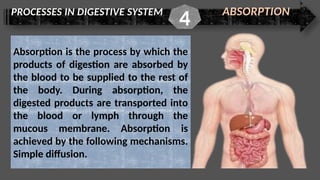 PROCESSES IN DIGESTIVE SYSTEM ABSORPTION
4
Absorption is the process by which the
products of digestion are absorbed by
the blood to be supplied to the rest of
the body. During absorption, the
digested products are transported into
the blood or lymph through the
mucous membrane. Absorption is
achieved by the following mechanisms.
Simple diffusion.
 