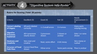 ACTIVITY "Digestive System Info-Poster"
4
Criteria Excellent (5) Good (4) Fair (3)
Needs
Improvement (1–
2)
Correct Labeling
of Organs
All parts labeled
correctly 1–2 small errors 3–4 errors
Many parts
missing/wrong
Digestive
Processes
Explained
All 4 processes
clearly shown
3 processes
shown
2 shown or
unclear
Only 1 or none
shown
Neatness and
Creativity
Very neat and
creative Neat, some effort A bit messy
Very messy or
rushed
Accuracy of Food
Path Flow
Correct food flow
shown
Minor error Some parts wrong Flow is unclear
✅ Rubric for Scoring (Total: 20 points)
 