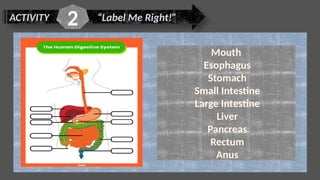 ACTIVITY “Label Me Right!”
2
Mouth
Esophagus
Stomach
Small Intestine
Large Intestine
Liver
Pancreas
Rectum
Anus
 
