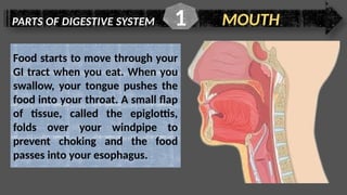 PARTS OF DIGESTIVE SYSTEM MOUTH
1
Food starts to move through your
GI tract when you eat. When you
swallow, your tongue pushes the
food into your throat. A small flap
of tissue, called the epiglottis,
folds over your windpipe to
prevent choking and the food
passes into your esophagus.
 