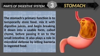 PARTS OF DIGESTIVE SYSTEM STOMACH
3
The stomach's primary function is to
temporarily store food, mix it with
digestive juices, and begin breaking
it down into a usable form, called
chyme, before passing it on to the
small intestine. It also plays a role in
microbial defense by killing bacteria
in ingested food.
 
