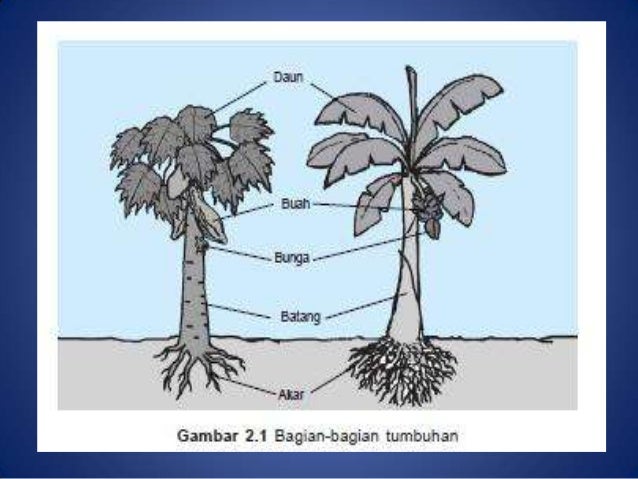 Organ akar dan  batang tumbuhan 
