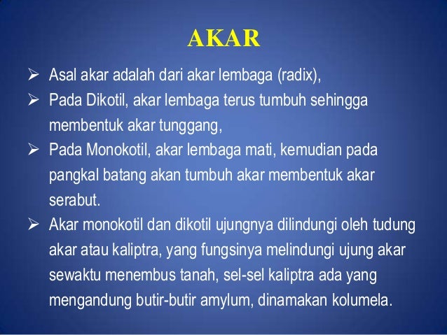 Organ akar dan batang tumbuhan