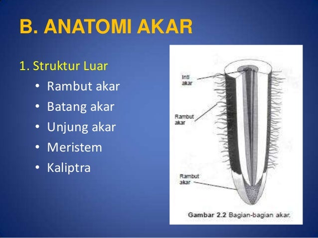 Organ akar dan batang tumbuhan