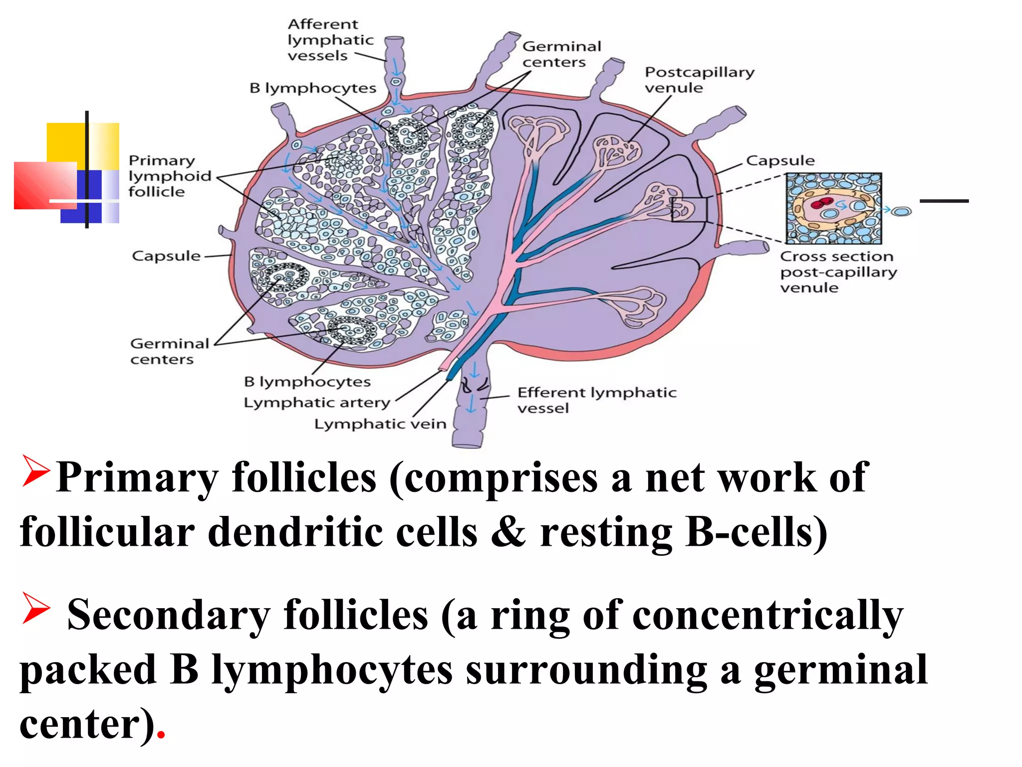 Organ and tissues of immune system | PPT