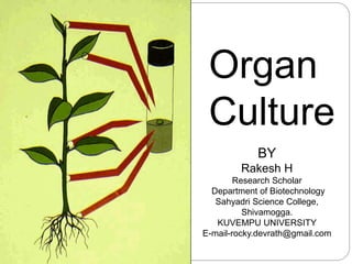 Organ
Culture
BY
Rakesh H
Research Scholar
Department of Biotechnology
Sahyadri Science College,
Shivamogga.
KUVEMPU UNIVERSITY
E-mail-rocky.devrath@gmail.com
 