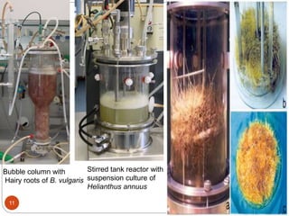 3/30/201111
Bubble column with
Hairy roots of B. vulgaris
Stirred tank reactor with
suspension culture of
Helianthus annuus
 