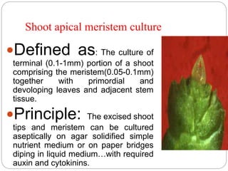 Shoot apical meristem culture
Defined as: The culture of
terminal (0.1-1mm) portion of a shoot
comprising the meristem(0.05-0.1mm)
together with primordial and
devoloping leaves and adjacent stem
tissue.
Principle: The excised shoot
tips and meristem can be cultured
aseptically on agar solidified simple
nutrient medium or on paper bridges
diping in liquid medium…with required
auxin and cytokinins.
 