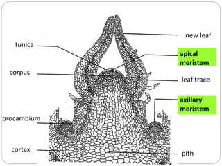 leaf trace
procambium
tunica
new leaf
corpus
pithcortex
apical
meristem
axillary
meristem
 