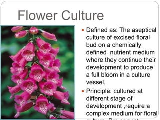Flower Culture
 Defined as: The aseptical
culture of excised floral
bud on a chemically
defined nutrient medium
where they continue their
development to produce
a full bloom in a culture
vessel.
 Principle: cultured at
different stage of
development ,require a
complex medium for floral
 