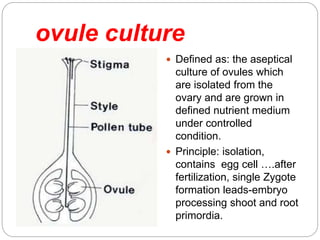 ovule culture
 Defined as: the aseptical
culture of ovules which
are isolated from the
ovary and are grown in
defined nutrient medium
under controlled
condition.
 Principle: isolation,
contains egg cell ….after
fertilization, single Zygote
formation leads-embryo
processing shoot and root
primordia.
 