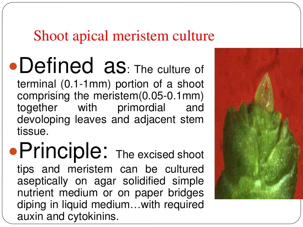 Organ Culture
