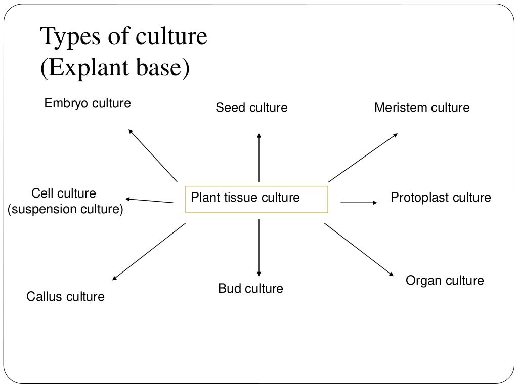 Organ Culture