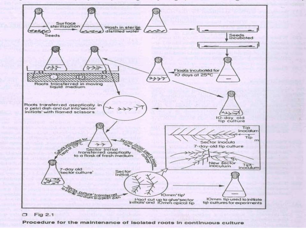 Organ Culture