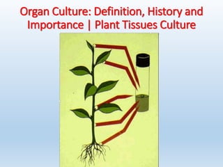 Organ Culture: Definition, History and
Importance | Plant Tissues Culture
 