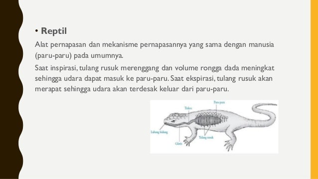 77 Koleksi Gambar Organ Pernapasan Hewan Reptil Gratis Terbaik