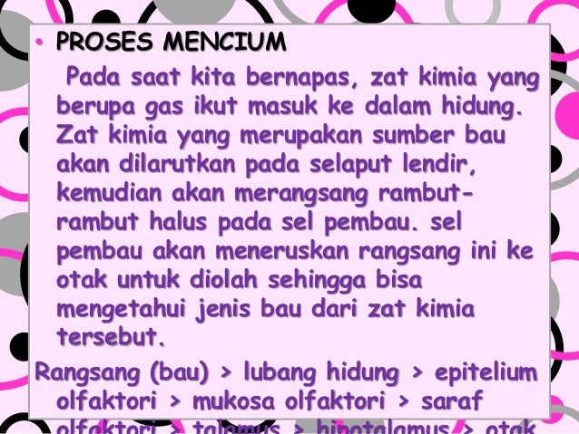 Organ Dan Fungsinya 4