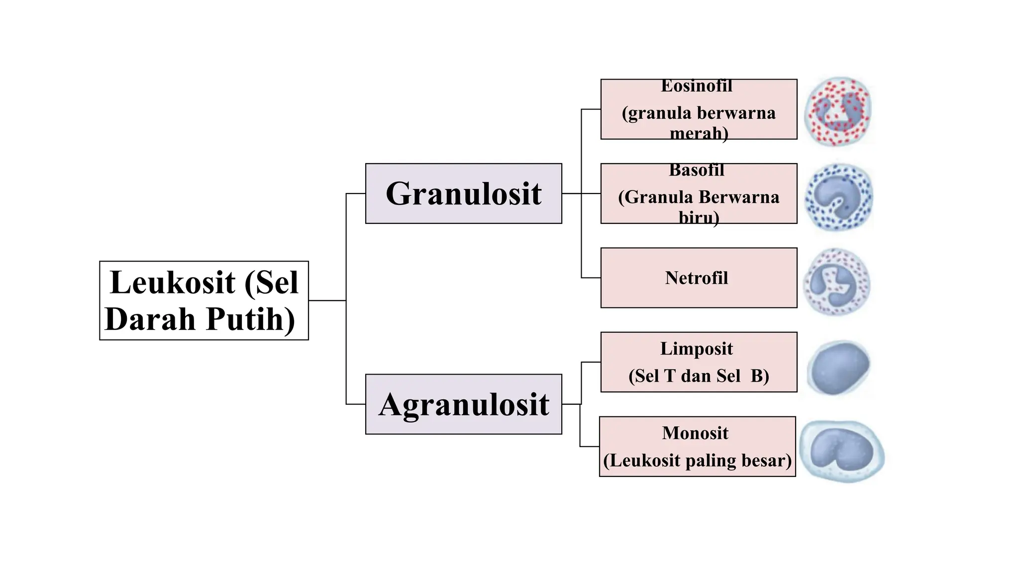 Organ dan Mekanisme Peredaran Darah.pptx