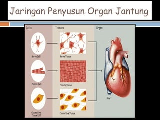 Jaringan yang menyusun organ jantung adalah