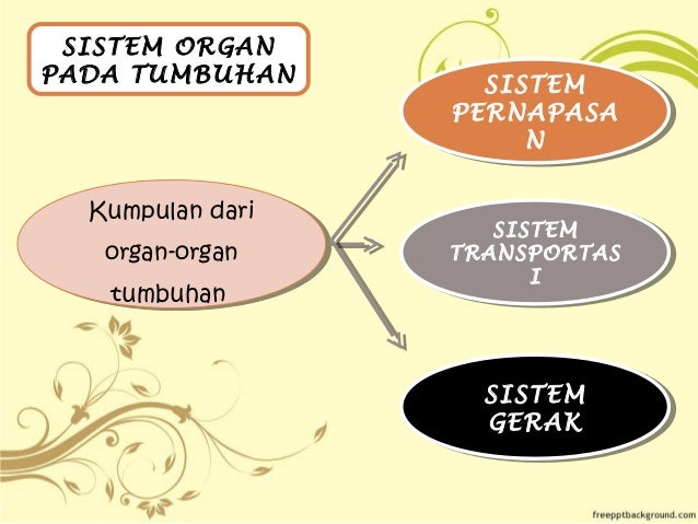  Organ  dan sistem organ pada tumbuhan  dan manusia