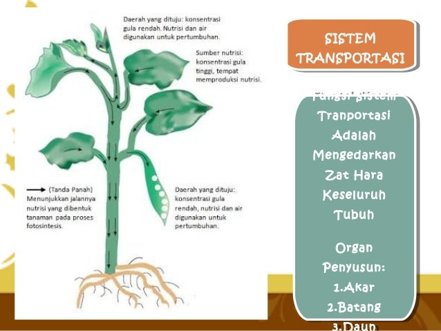  Organ  dan sistem organ pada tumbuhan  dan manusia
