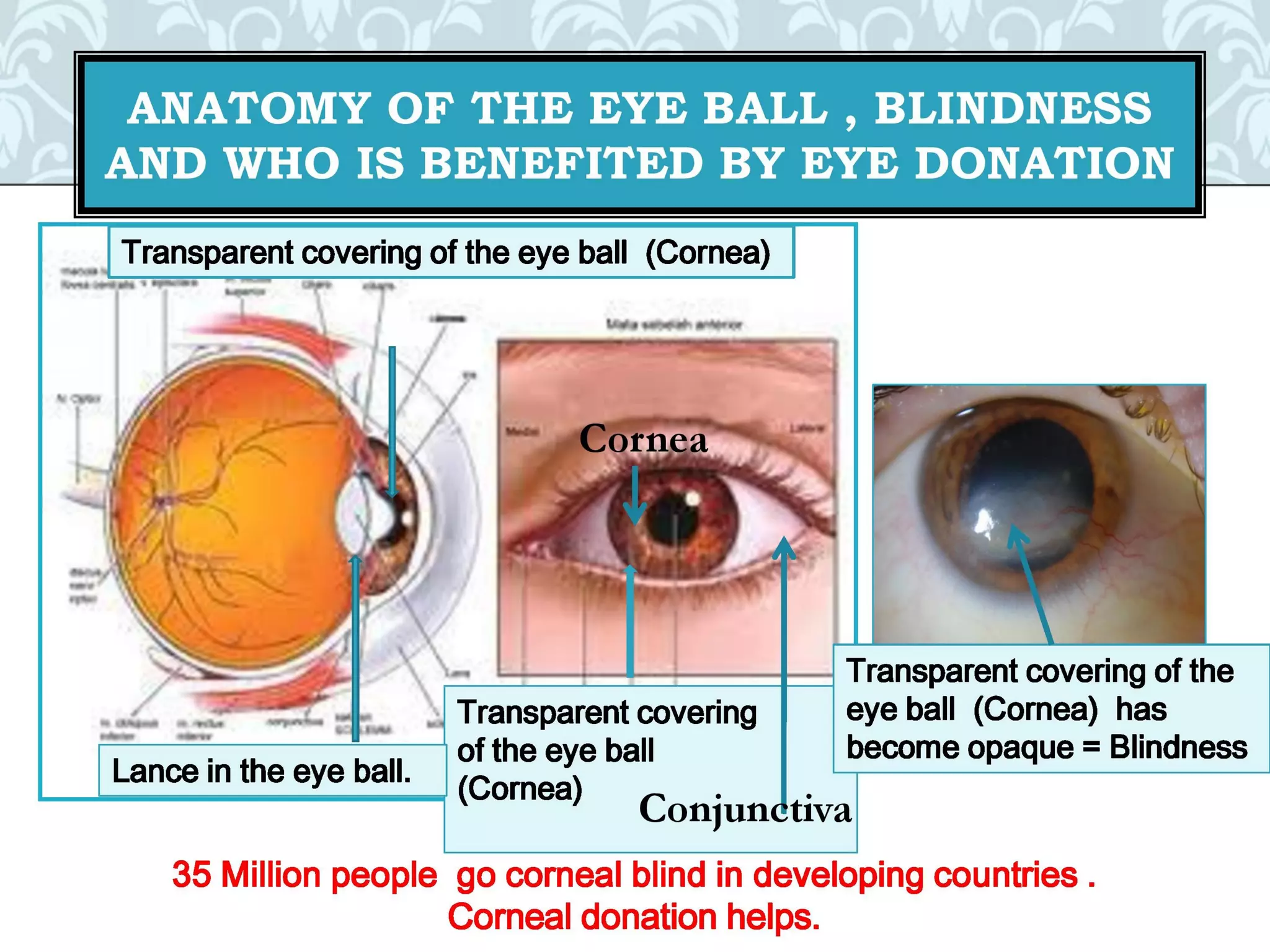 Organ donation english ppt