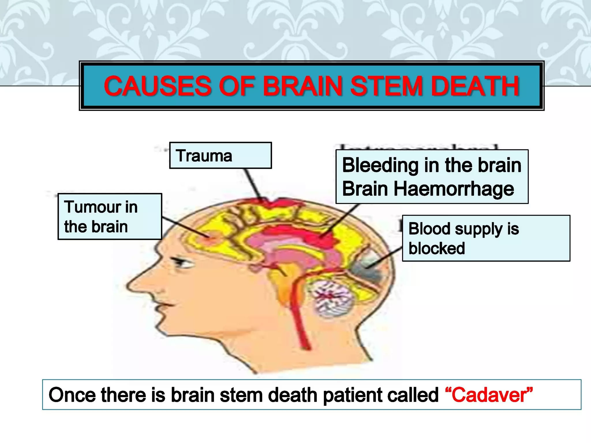 Organ donation english ppt